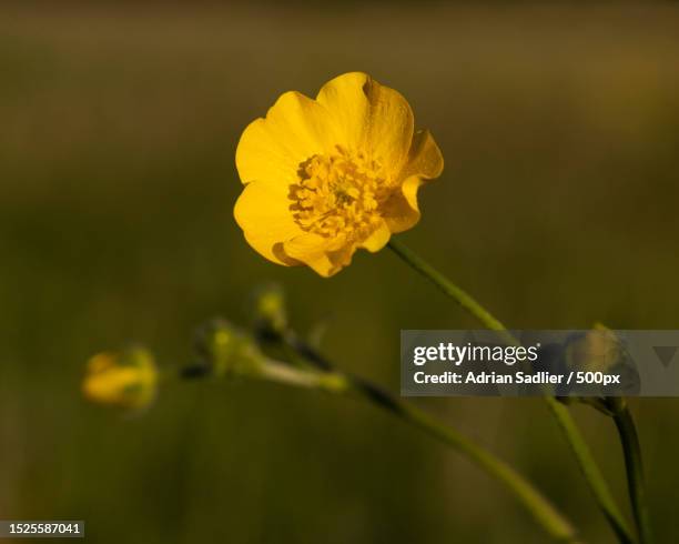 close-up of yellow flowering plant,malahide,county dublin,ireland - buttercup stock pictures, royalty-free photos & images