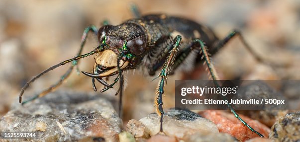 Rock Insects Closeup Of Insect On Rock Canada High-Res Stock Photo - Getty Images