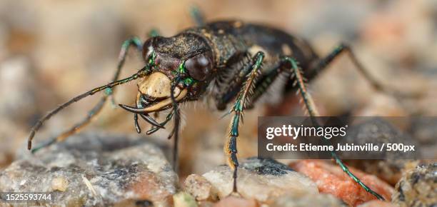 Insects Inbetween Rocks Closeup Of Insect On Rock Canada High-Res Stock Photo - Getty Images