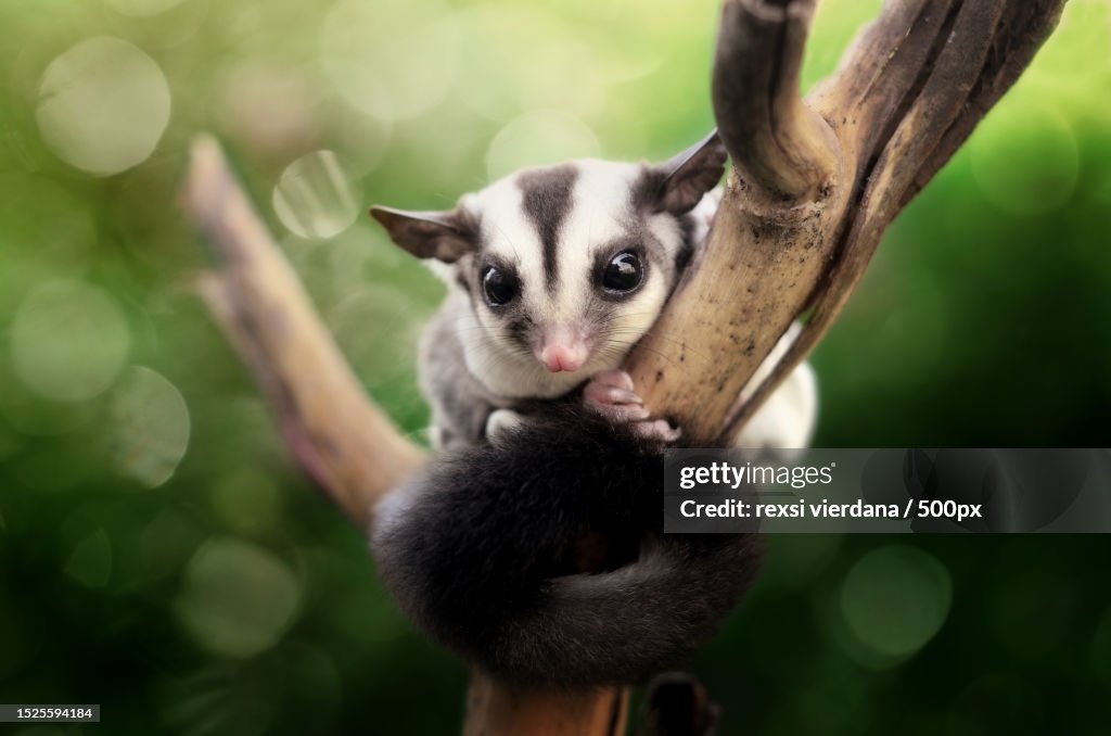 Close-up of lemur hanging on tree