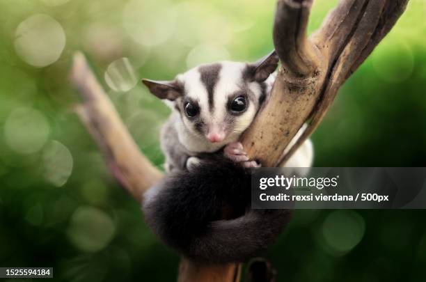 close-up of lemur hanging on tree - sugar glider stock pictures, royalty-free photos & images