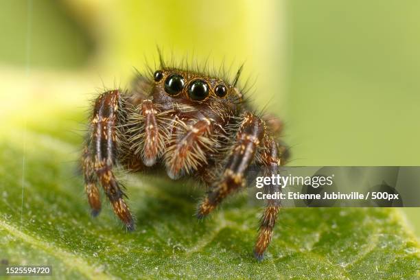 close-up of spider on leaf,canada - jumping spider stock pictures, royalty-free photos & images