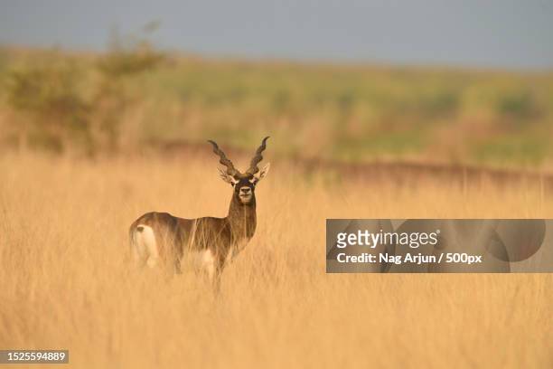 side view of deer standing on grassy field - springbok deer fotografías e imágenes de stock