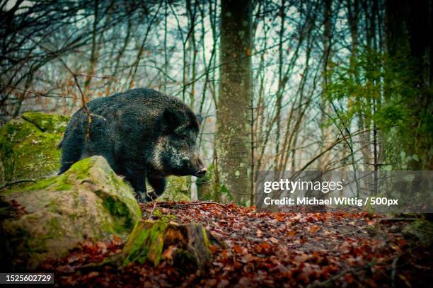 view of bear in forest,karlskrona nv,sweden,karlskrona - wild boar stock pictures, royalty-free photos & images