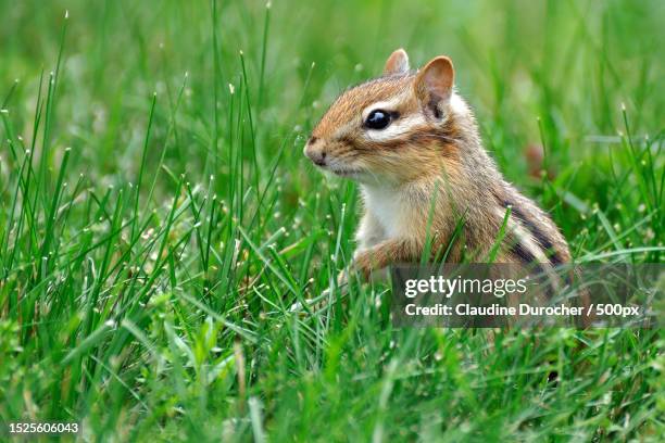 close-up of squirrel on grass,canada - シマリス ストックフォトと画像