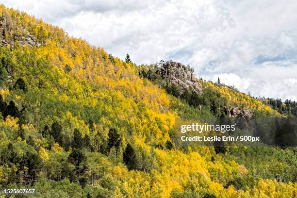 scenic view of trees against sky,cripple creek,colorado,united states,usa - leslie stock pictures, royalty-free photos & images