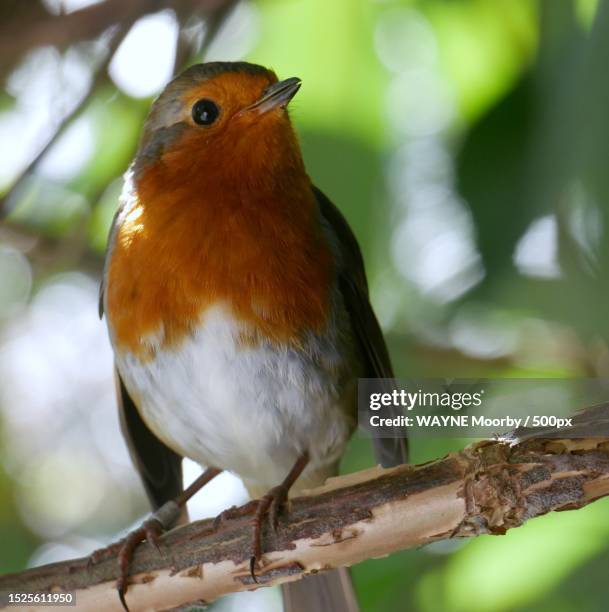 close-up of robin perching on branch,united kingdom,uk - wayne stock pictures, royalty-free photos & images