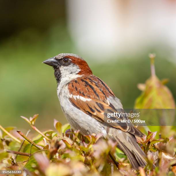 close-up of songsparrow perching on plant - songbird stock pictures, royalty-free photos & images