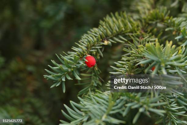 close-up of pine tree - tejo fotografías e imágenes de stock