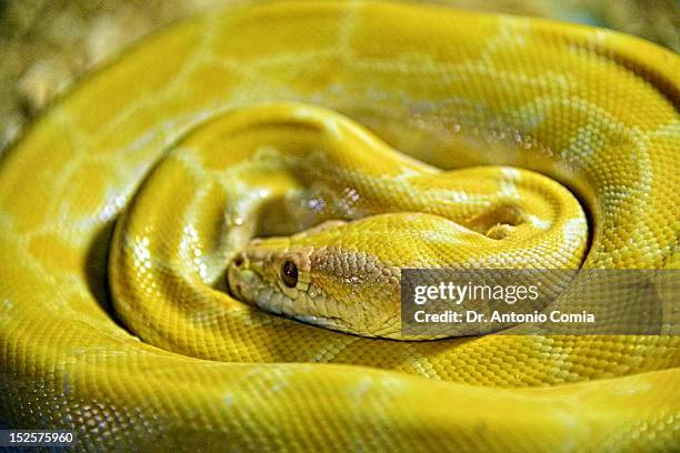 yellow python - yellow burmese python stock pictures, royalty-free photos & images