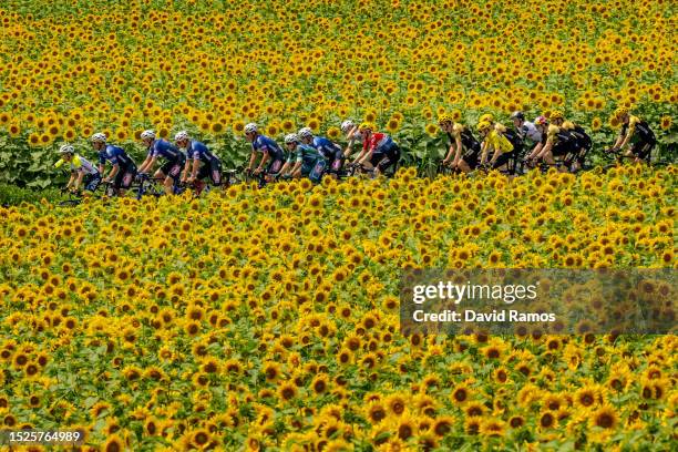 General view of Jonas Vingegaard of Denmark and Team Jumbo-Visma - Yellow leader jersey and the peloton passing through a sunflowers field during the...