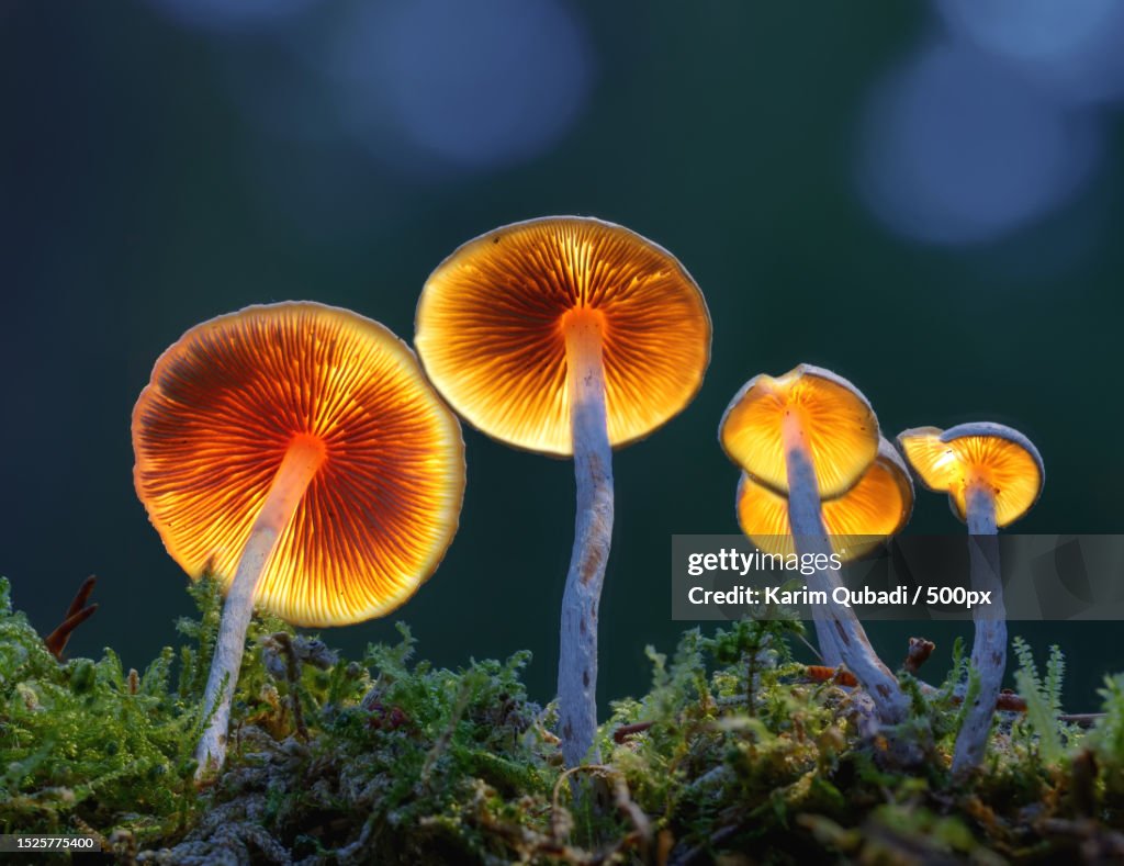 Close-up of mushrooms growing on tree trunk,Silkeborg,Denmark