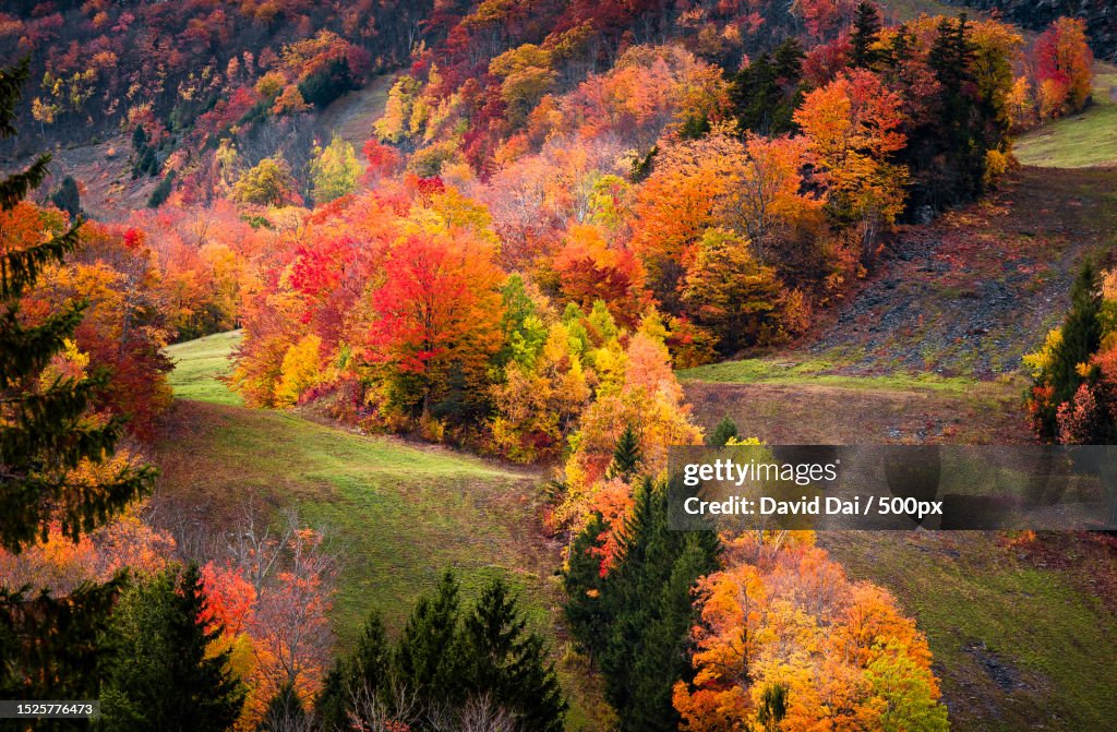 Trees in forest during autumn,Catskill Mountains,United States,USA