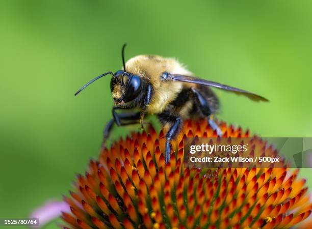 Kentucky Insect 32 Honeybee Kentucky Stock Photos, High-Res Pictures, and Images ...