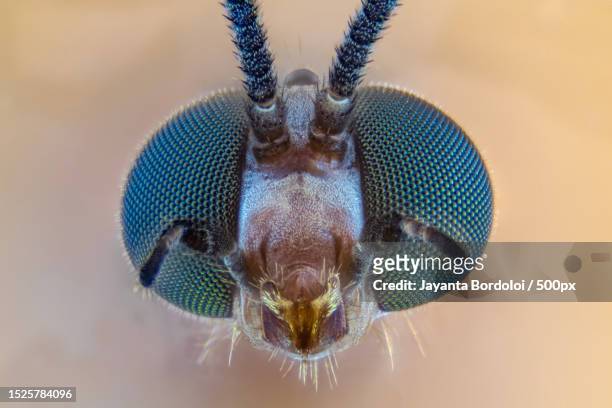 close-up of insect - bug eyes 個照片及圖片檔