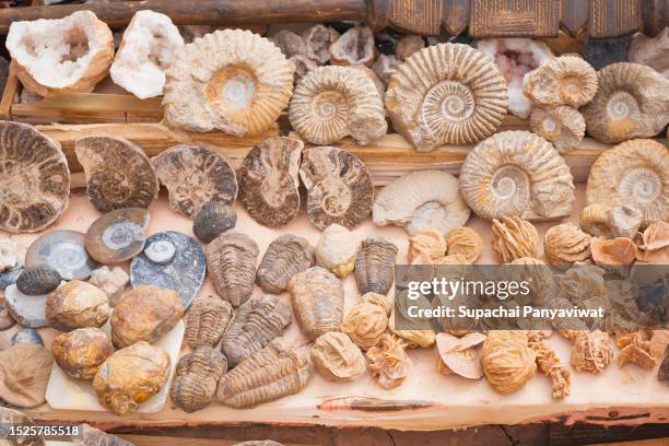 ammonite, cephalopod from mine, souvenirs from morocco - dinosaur background stock pictures, royalty-free photos & images