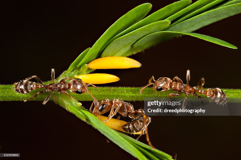 Pseudomyrmex sp. ants on Acacia bush