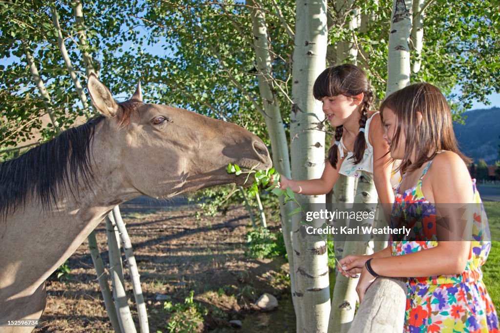 Girls feeding horses