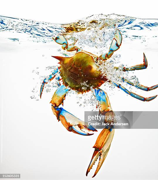 blue crab splashing in water - blue crab stock-fotos und bilder