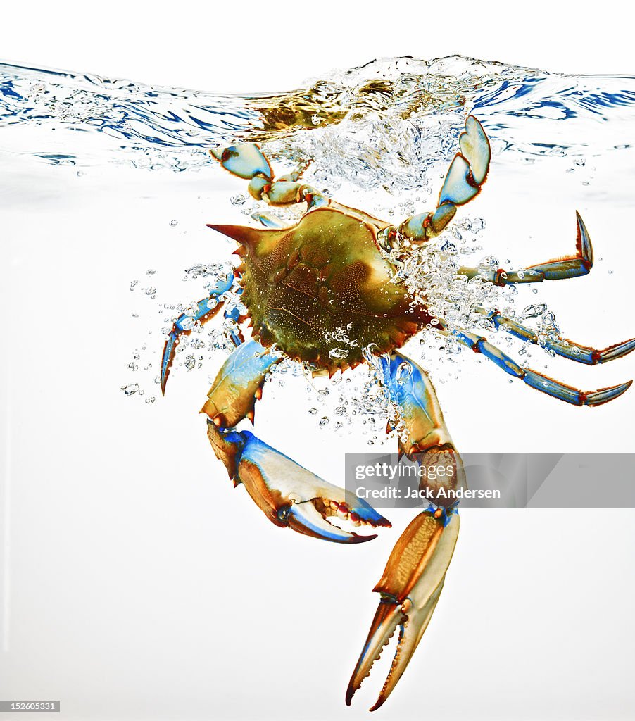 Blue Crab Splashing in Water