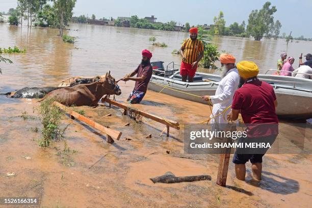 In this photograph taken on July 11 villagers rescue their cattle in a flood-affected area after a breach in river Sutlej following heavy monsoon...