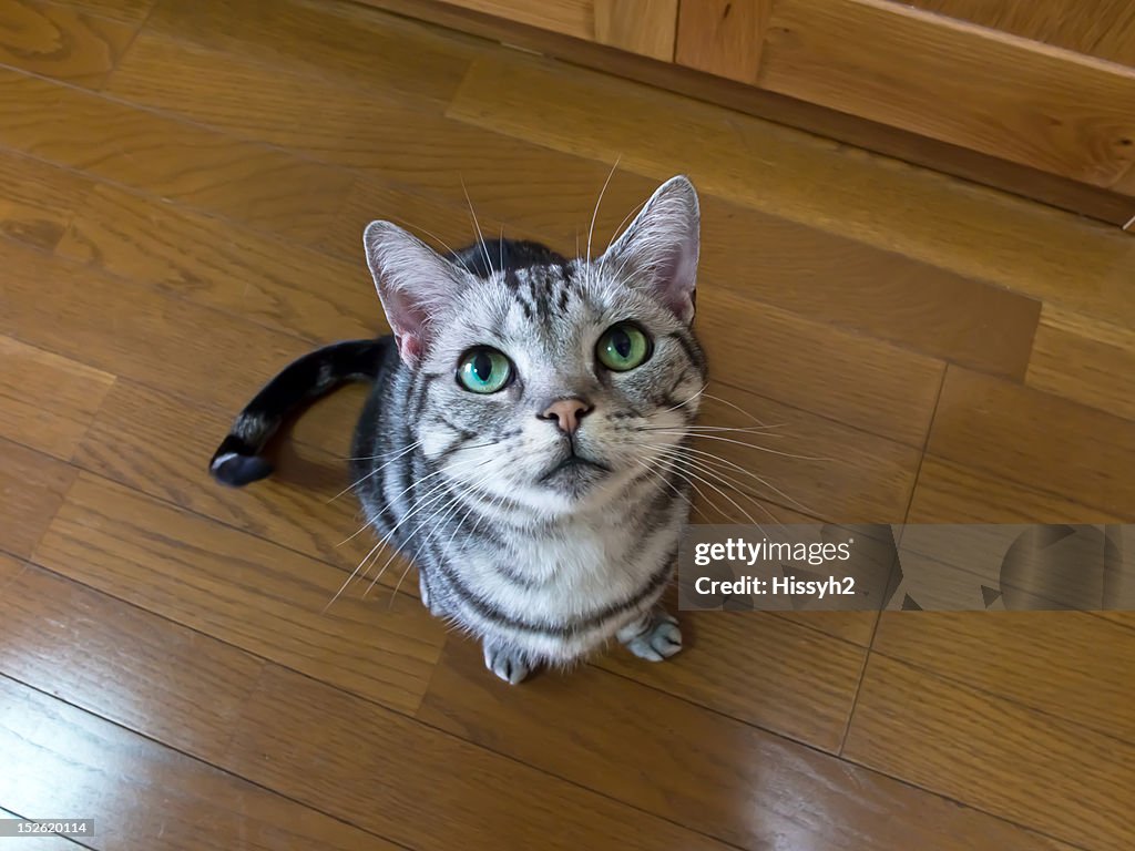 Cat looking up