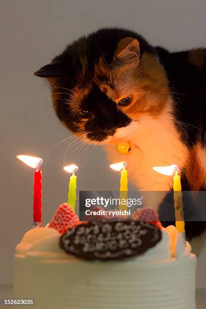 birthday cake - happy birthday cat stock pictures, royalty-free photos & images