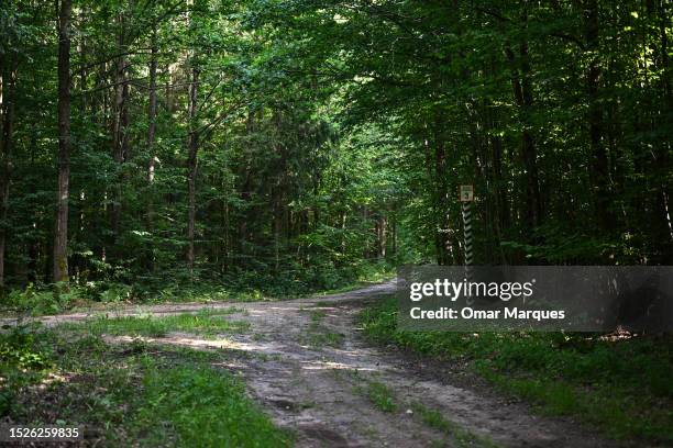 View of paths of the UNESCO listed Bialowieza Forest on July 08, 2023 in Bialowieza, Poland. Last week, the Polish government announced it was...