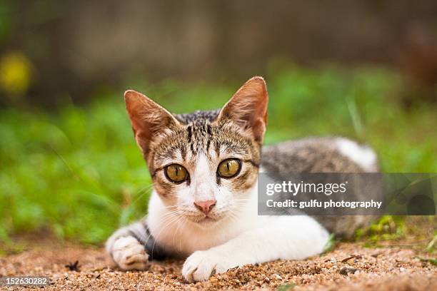 surprised cat - sand art in india stock-fotos und bilder