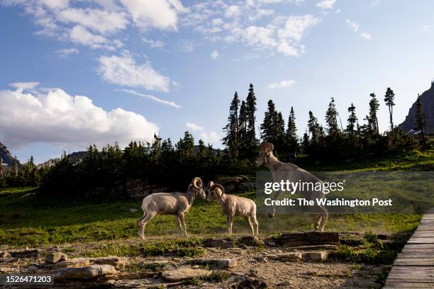 Bighorn Sheep stand along the Hidden Lake Trail at Glacier National Park in Montana on July 5, 2023.