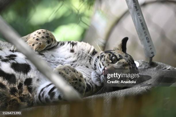 Cloudy leopard is seen at Smithsonian National Zoological Park in Washington, United States on July 10, 2023. In Washington D.C., where temperatures...