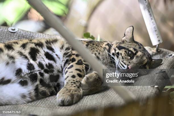 Cloudy leopard is seen at Smithsonian National Zoological Park in Washington, United States on July 10, 2023. In Washington D.C., where temperatures...