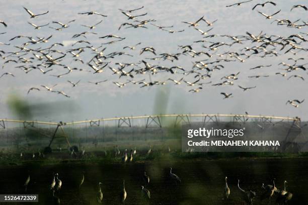 Gray cranes flock over agricultural fields at the Agamon of Hula in the Israeli northern part of the Jordan Valley 01 November 2007 looking for a...