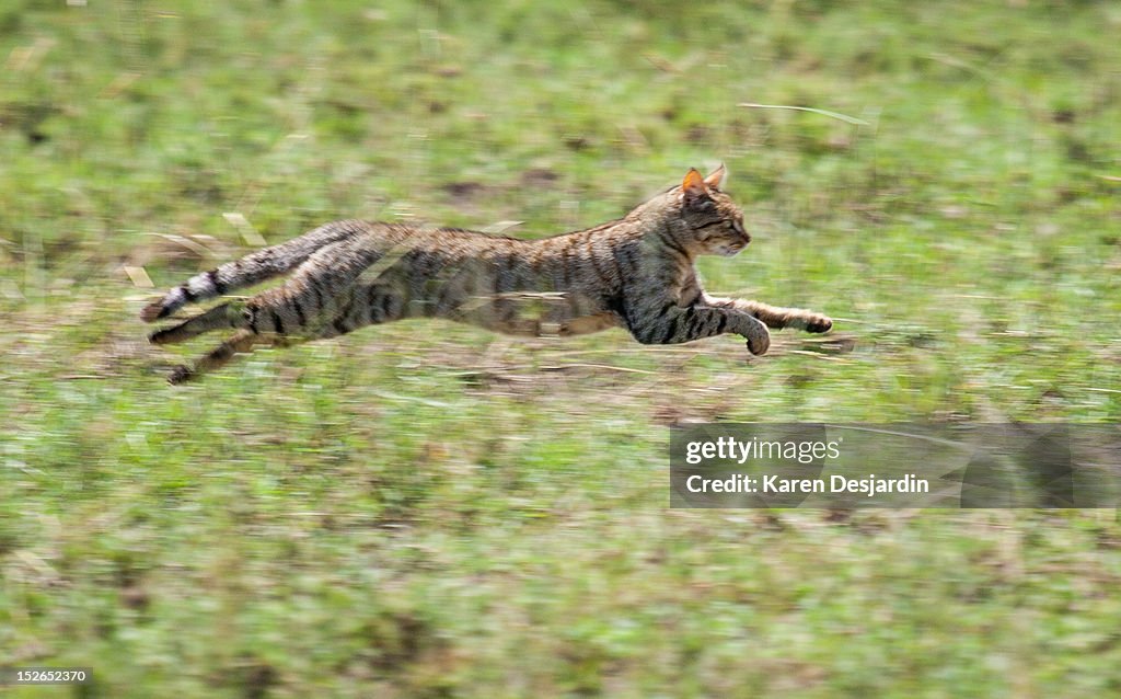 African Wildcat, Tanzania