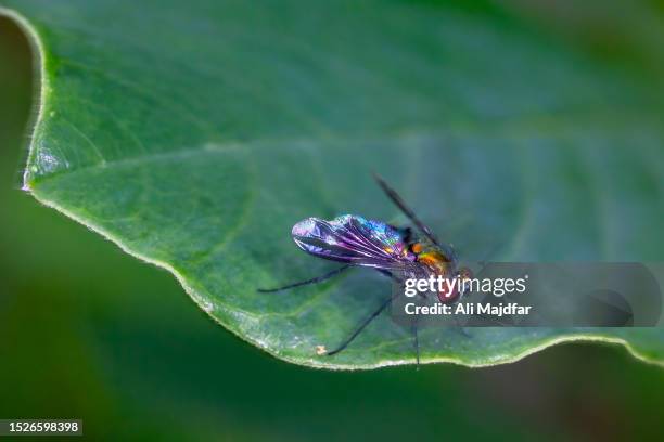 condylostylus - dolichopodidae stock pictures, royalty-free photos & images