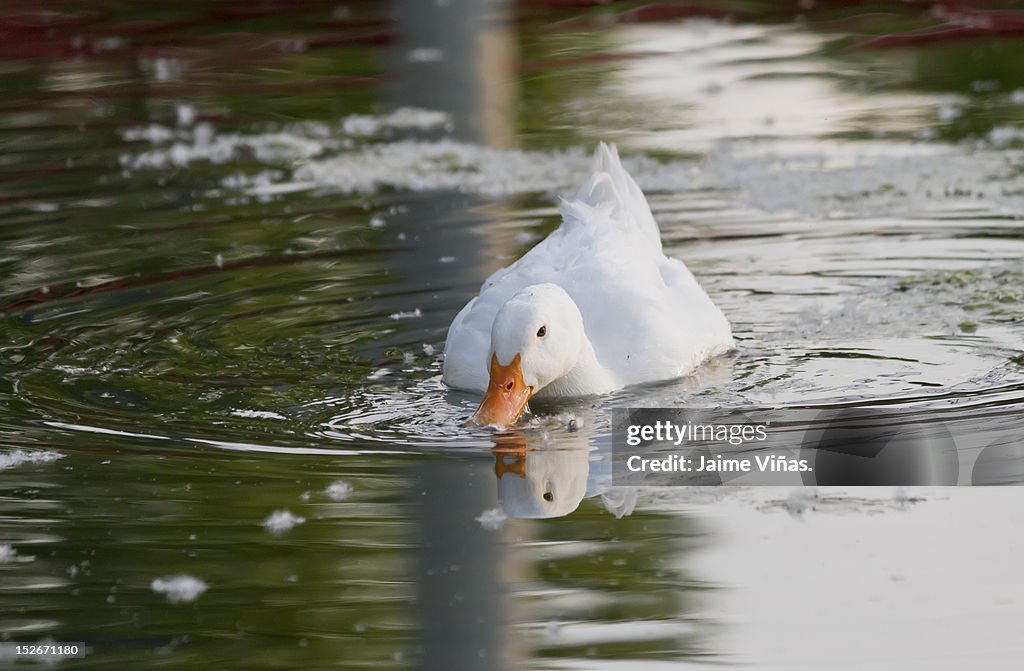 Duck in water