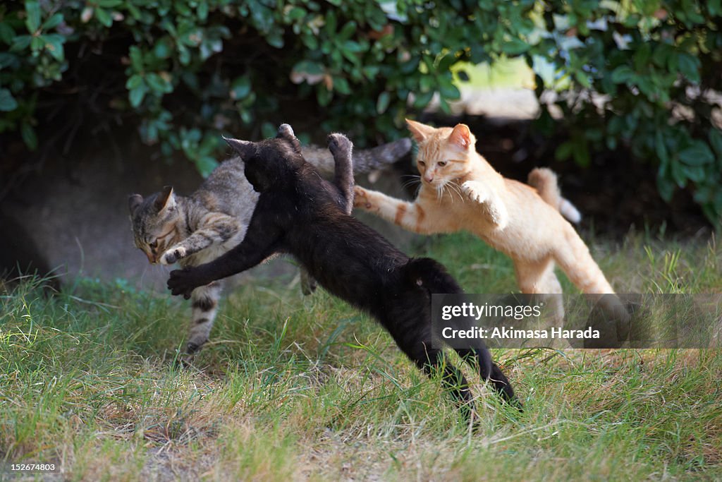 Kitten jumping