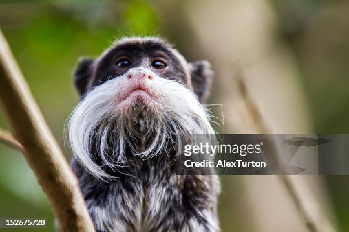 307 Monkey Beard Photos and Premium High Res Pictures - Getty Images