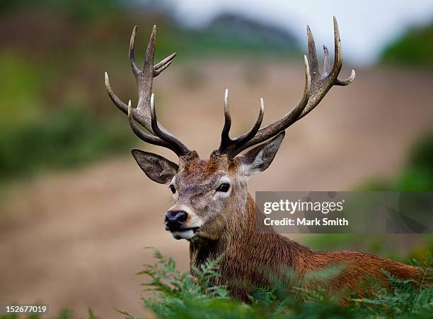 red deer stag - famille du cerf photos et images de collection