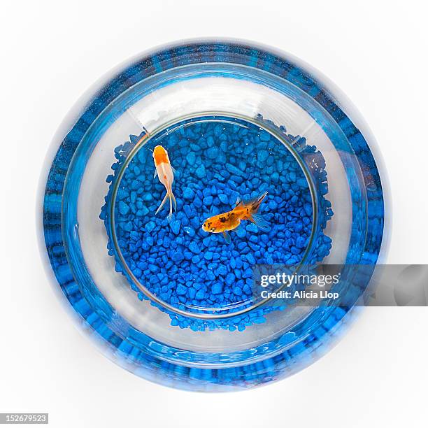 fishbowl - fish bowl from above fotografías e imágenes de stock