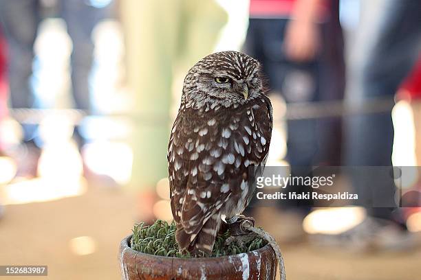 little owl - iñaki respaldiza stock pictures, royalty-free photos & images