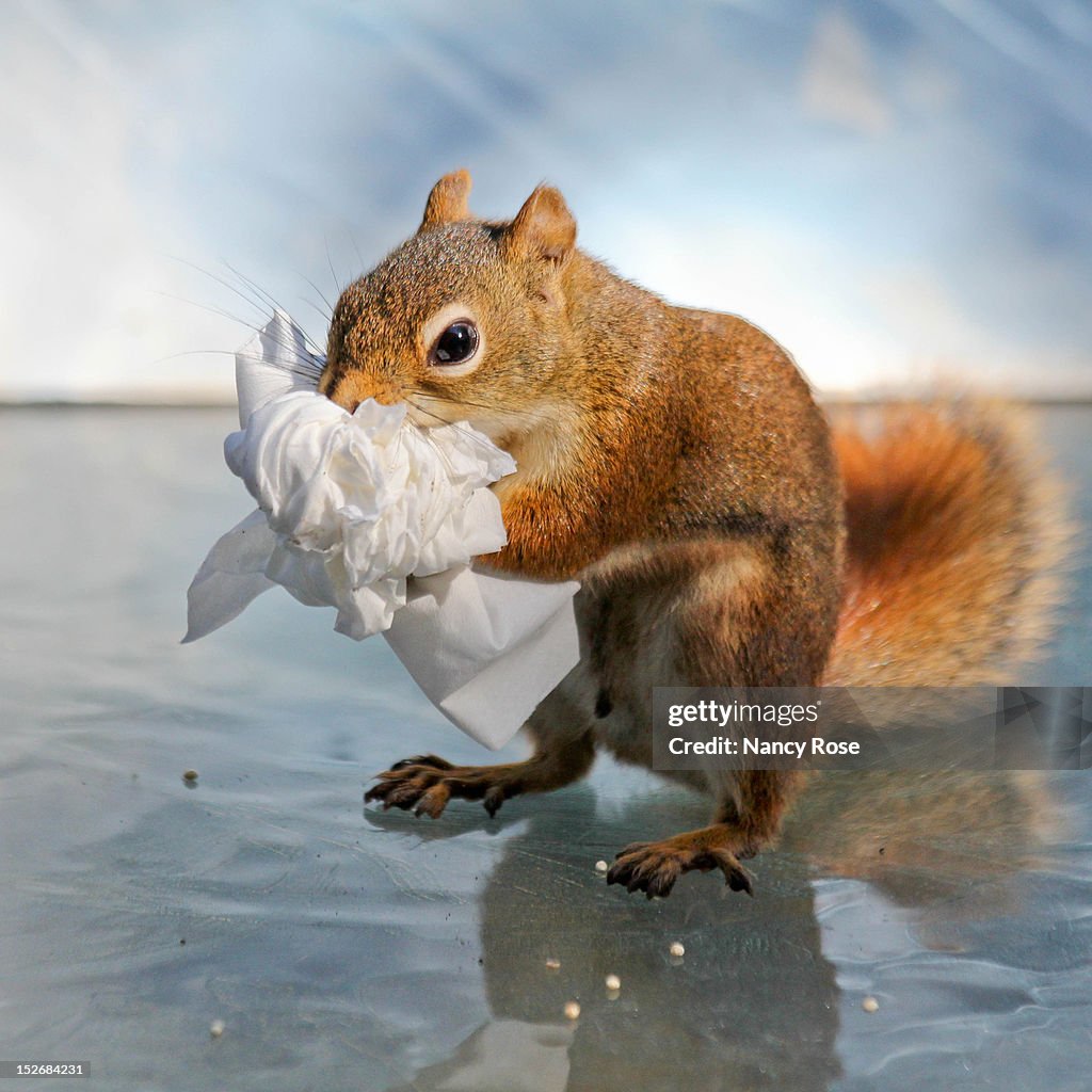 Red squirrel clutching bunch of facial tissues
