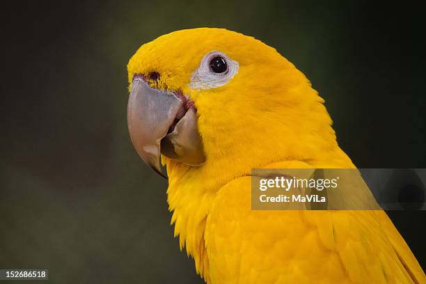 ararajuba - ararajuba stockfoto's en -beelden