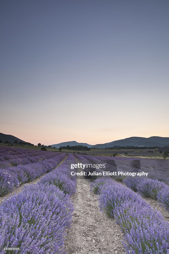 Lavender fields near to Sault at dawn.