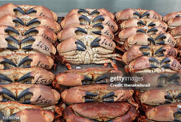 crabs - bridlington stock-fotos und bilder