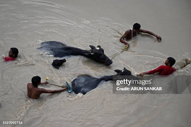 People carry bulls to safety as they wade through the flooded waters of Yamuna River after heavy monsoon rains in New Delhi on July 12, 2023.