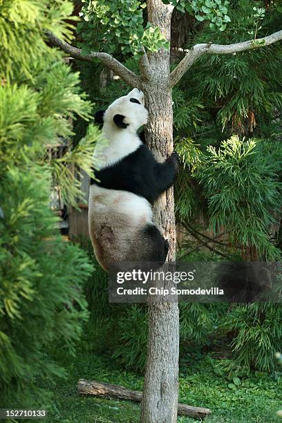 Tian Tian, the 275-pound male giant panda at the Smithsonian National Zoological Park, climbs a tree in his outdoor enclosure the day after the death...