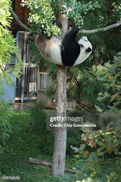 Tian Tian, the 275-pound male giant panda at the Smithsonian National Zoological Park, climbs a tree in his outdoor enclosure the day after the death...