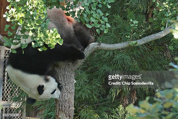 Tian Tian, the 275-pound male giant panda at the Smithsonian National Zoological Park, climbs a tree in his outdoor enclosure the day after the death...
