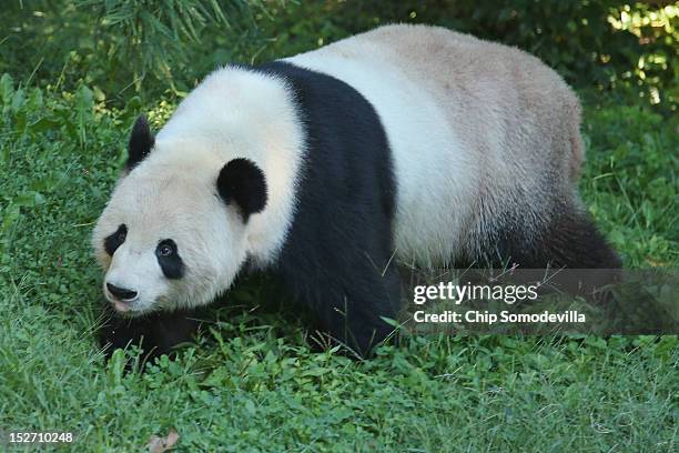 Tian Tian, the 275-pound male giant panda at the Smithsonian National Zoological Park, moves around in his outdoor enclosure the day after the death...